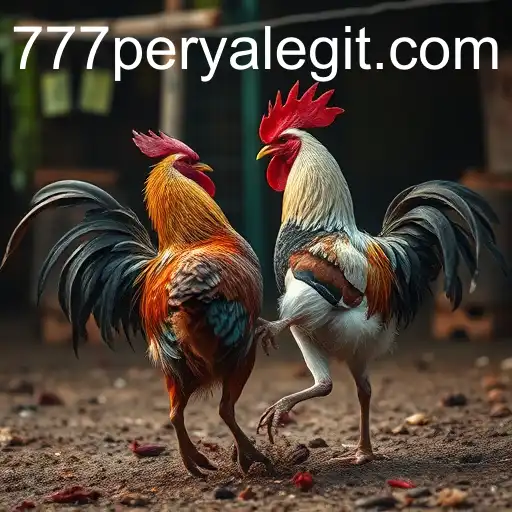 Exploring the Controversial World of Cockfighting: A Deep Dive into 777perya
